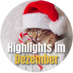 News Unsere Highlights im Dezember